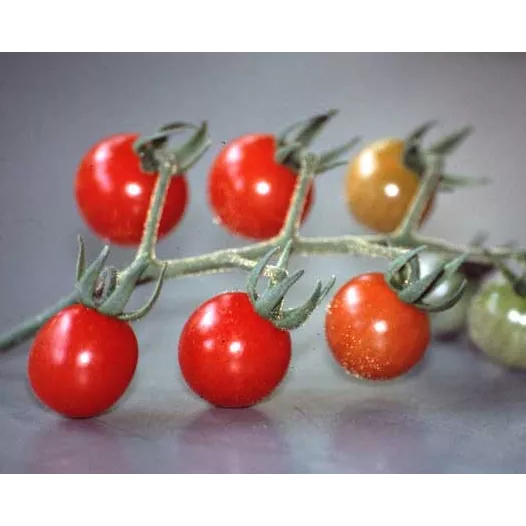 Tomate cerise groseille petit moineau