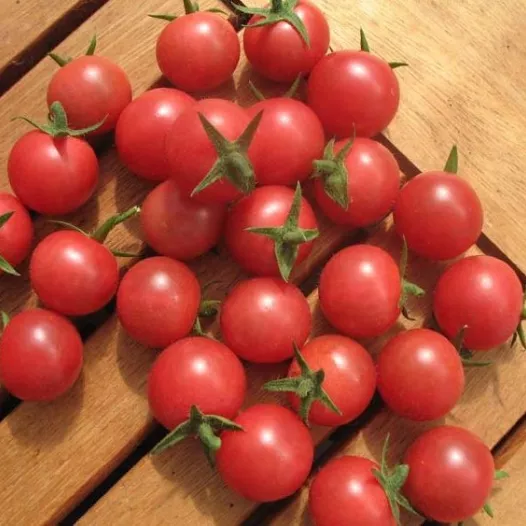 Tomate cerise Rose Quartz Multiflora