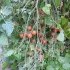 Tomate cerise Rose Quartz Multiflora