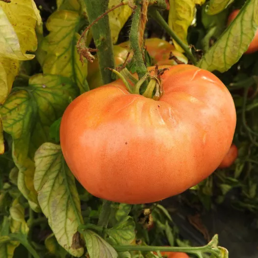 Tomate Belgian Farmers