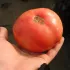 Tomate Belgian Farmers