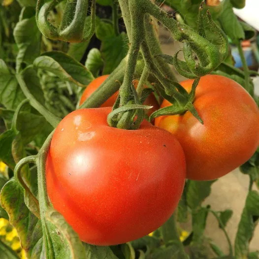 Tomate rouge Corma (lignée 1 de gembloux)