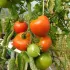 Tomate rouge Corma (lignée 1 de gembloux)