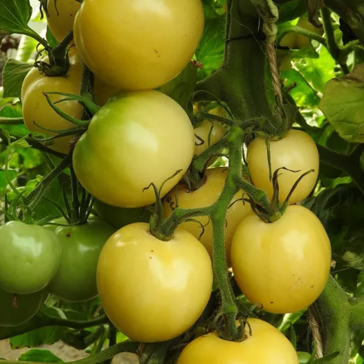 Tomate Blanche de Picardie