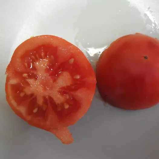 Tomate Reine des hatives