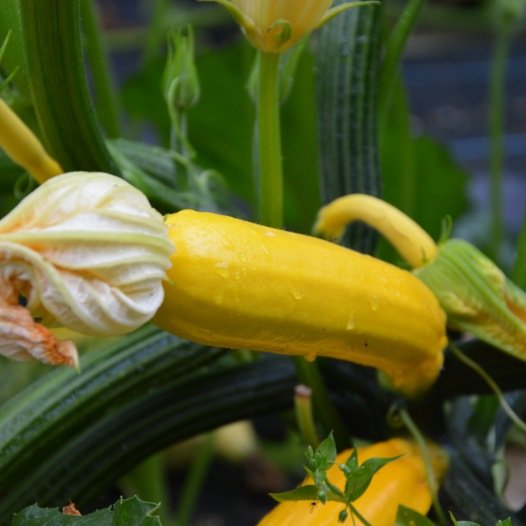 Courgette jaune - Bio - Jardins de l'écoumène