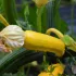 Courgette jaune Gold Rush