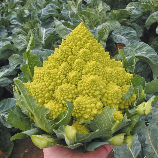 Chou-Fleur Romanesco