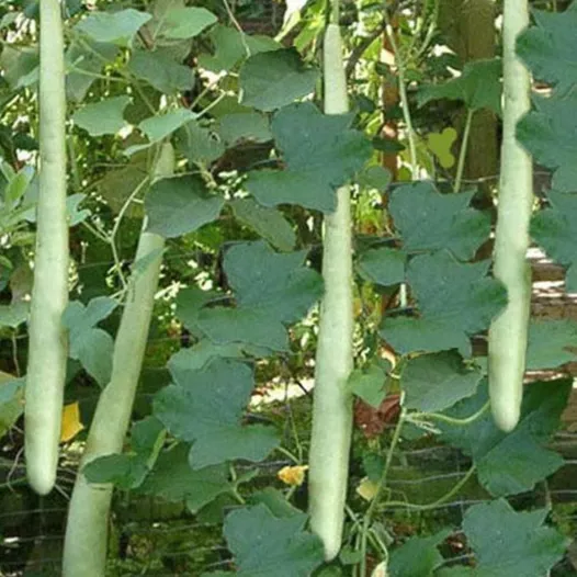 courge serpent " Zucchetta serpente di Sicilia "