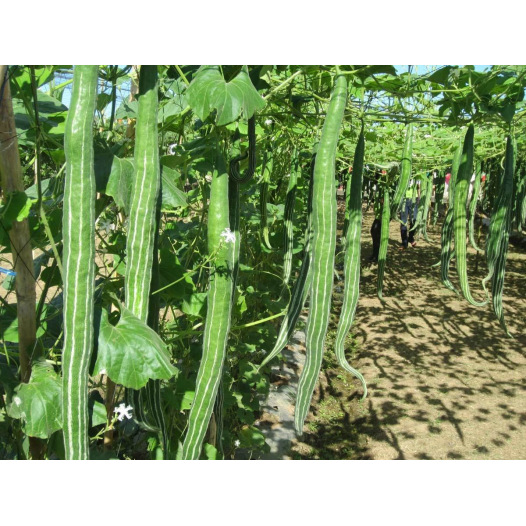 plante de courge serpent