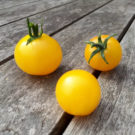 Tomate cerise Balconi jaune