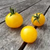 Tomate cerise Balconi jaune