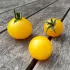 Tomate cerise Balconi jaune