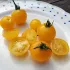 Tomate cerise Balconi jaune