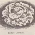 Laitue pommée Lorthois