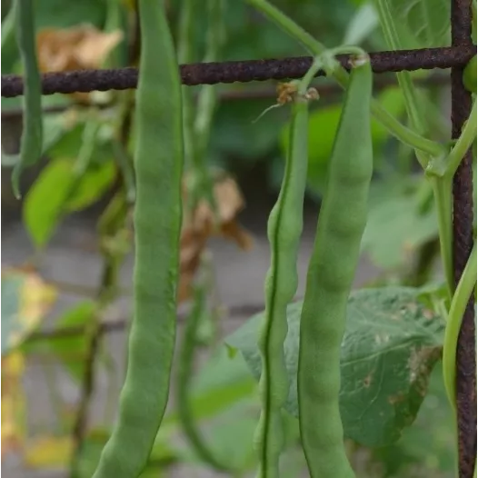 Haricot à rames mangetout Princesse du Pévèle