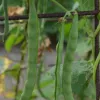 Haricot à rames mangetout Princesse du Pévèle