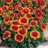 Gaillarde vivace