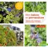 Mon balcon en permaculture