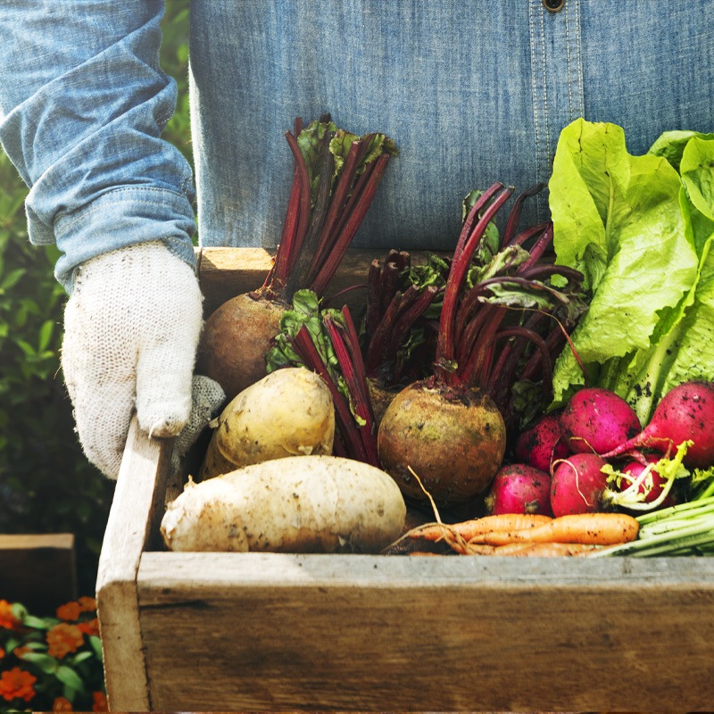 Cultivez vos fruits et légumes insolites avec les kits de