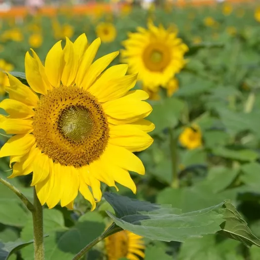 Tournesol grand jaune