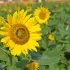 Tournesol grand jaune