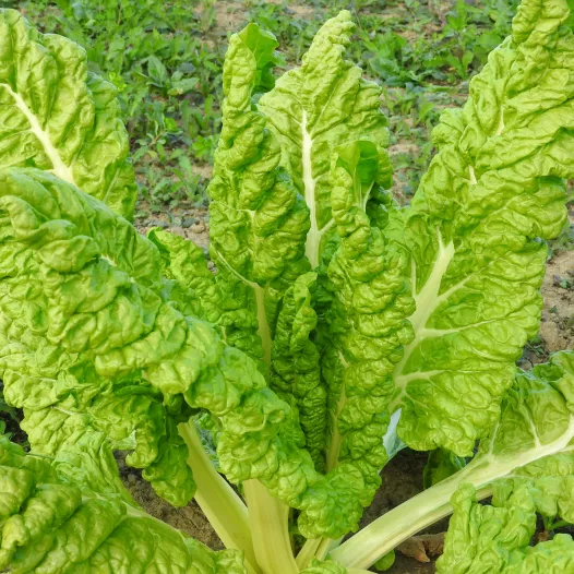 Côtes de bette Lucullus