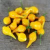 Piment Biquinho Jaune