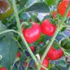 Paprika Mini Bell rood