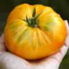 Tomate Big White Pink Stripes