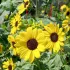 Tournesol à petites fleurs jaunes