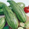 Courgette Caserta