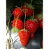 Fraisier Cijosee -25 plants- Calibre C