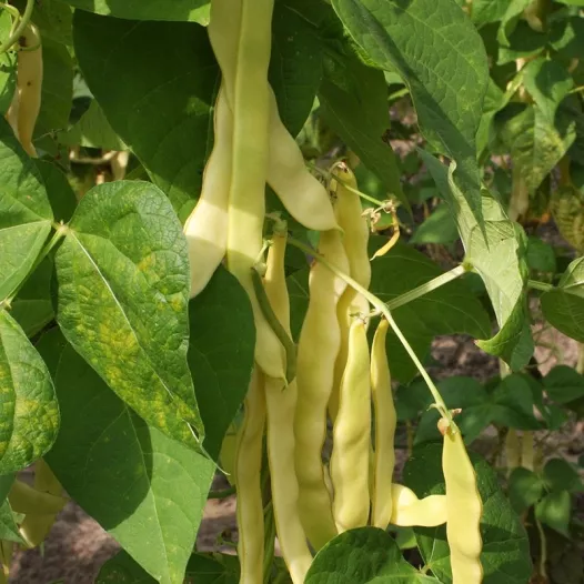 Haricot à rames mangetout (à couper) beurre "Golden Gate"