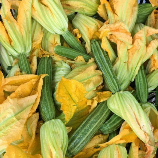 COURGETTE COSTATES ROMANESCO AB