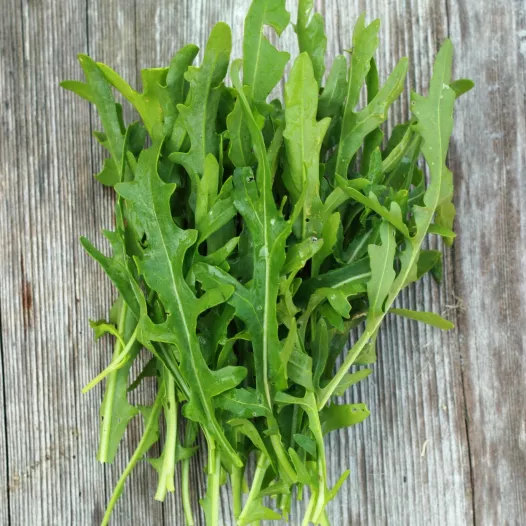 Roquette Dragon's Tong