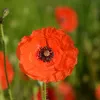 Coquelicot des champs