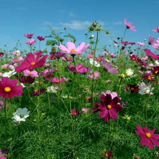 Cosmos Sensation en mélange