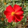 Cosmos Red Junny