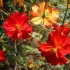 Cosmos Red Junny