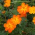 Cosmos Sulphureus