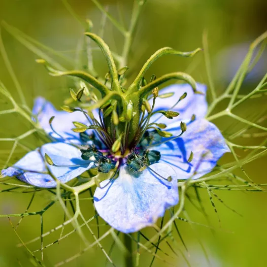 Nigelle de Damas