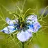 Nigelle de Damas