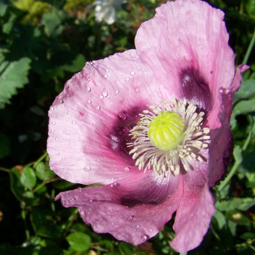 Pavot 'Planète Rouge du Jura' (Papaver somniferum) Graines