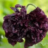 Papaver Black Peony