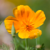 Papaver uit Californië