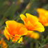 Papaver uit Californië