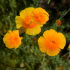 Papaver uit Californië