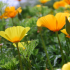 Papaver uit Californië