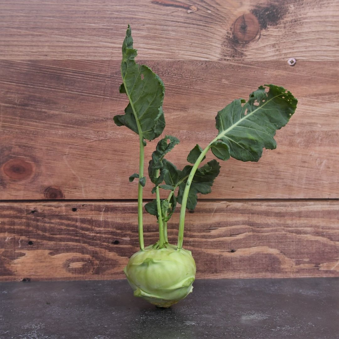 Le fenouil, un légume qui gagne à être connu des maraîchers 